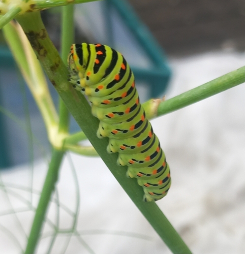 Papilio machaon