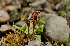 Pterostylis tristis