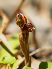 Pterostylis tristis