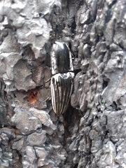 Chalcolepidius approximatus