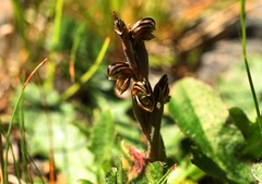 Pterostylis tristis