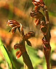 Pterostylis tristis