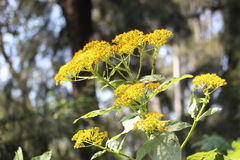 Verbesina greenmanii