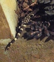Heloderma horridum