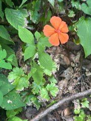 Silene miqueliana, photograph 岸本年郎, CC BY, iNaturalist via GBIF