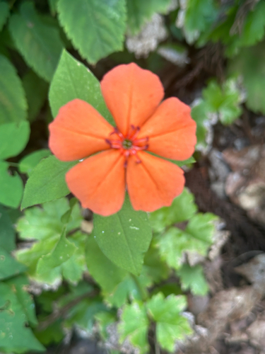 Silene miqueliana, photograph 6