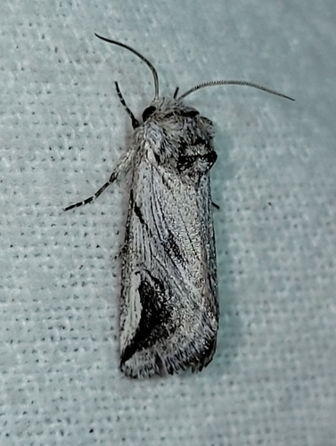 Policocnemis ungulatus