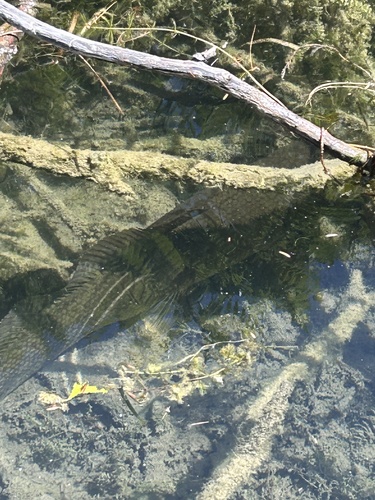 Amia ocellicauda
