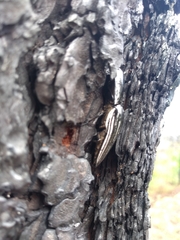 Chalcolepidius approximatus
