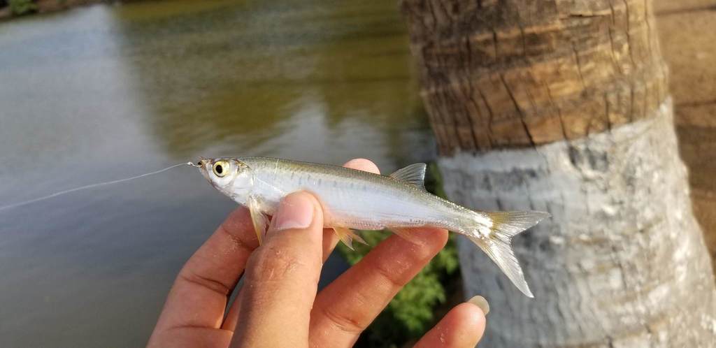 Hora's Razorbelly Minnow