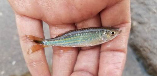 Giant danio (Devario aequipinnatus) — Cyprinidae — 3