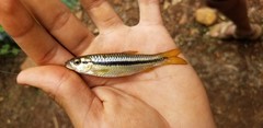 Rasbora dandia