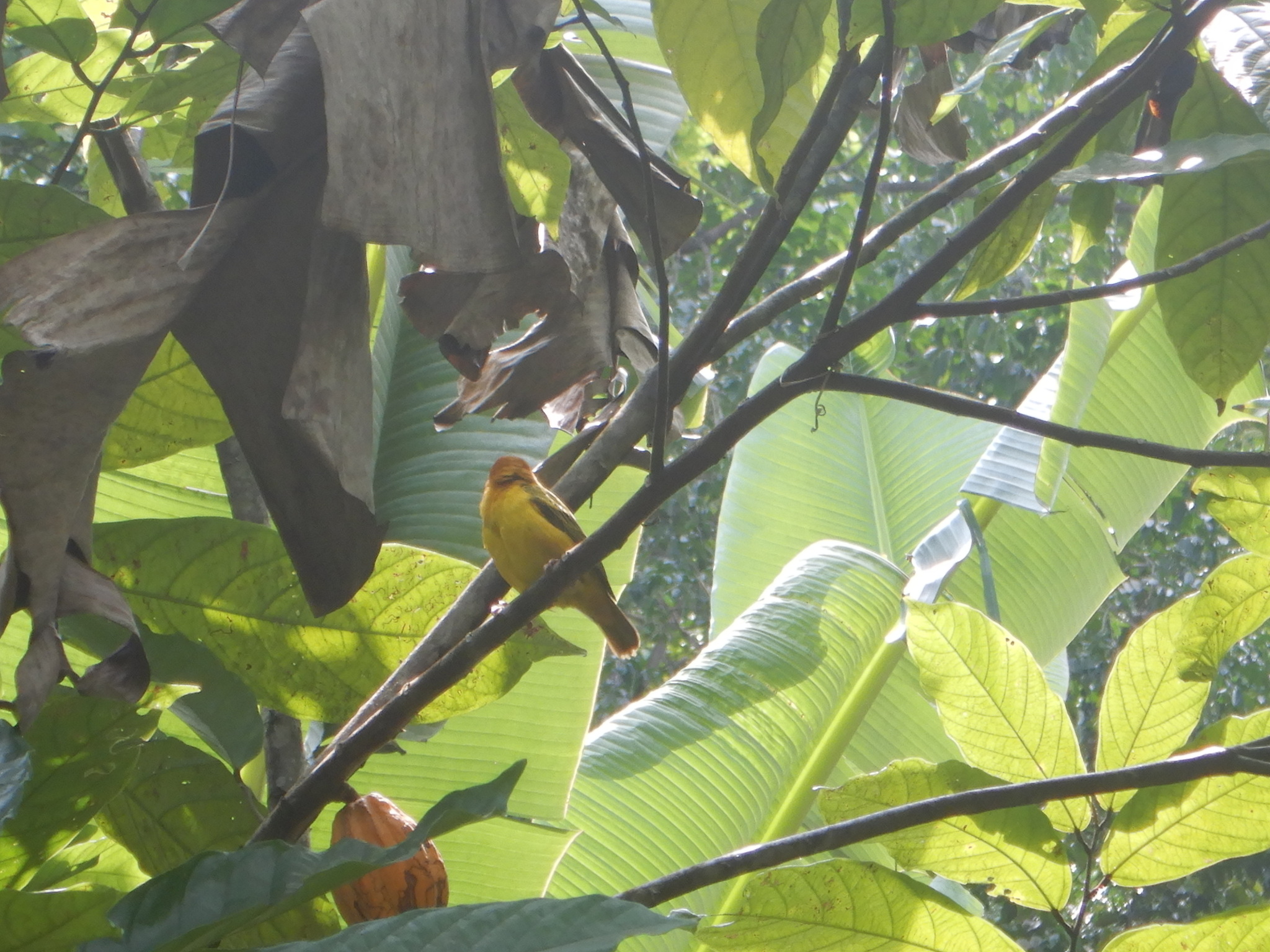 Principe Weaver (Ploceus princeps), photo 9