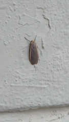 Eilema griseola