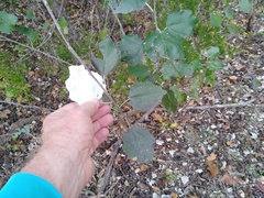 Populus