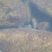 ボウズハゼ