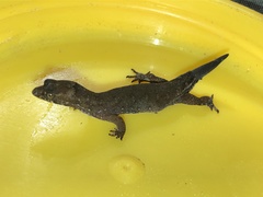Pseudogonatodes guianensis