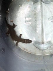 Pseudogonatodes guianensis
