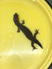 Pseudogonatodes guianensis