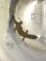 Pseudogonatodes guianensis