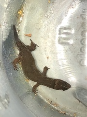 Pseudogonatodes guianensis