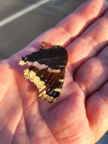 iNaturalist observation photo of Mourning Cloak