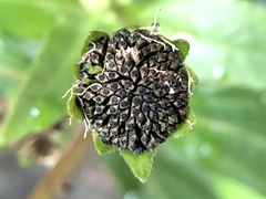 Eclipta prostrata