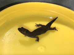 Pseudogonatodes guianensis