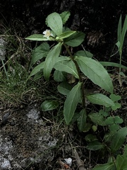 Eclipta prostrata