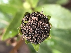 Eclipta prostrata