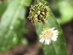 Eclipta prostrata