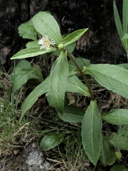 Eclipta prostrata
