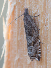Ancylis unguicella