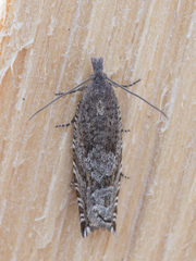 Ancylis unguicella