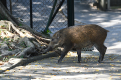 Sus scrofa moupinensis