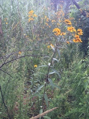 Aldama buddlejiformis