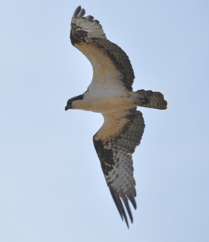 iNaturalist observation photo of Osprey