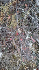 Cotoneaster tauricus