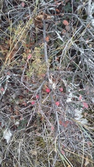 Cotoneaster tauricus
