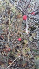 Cotoneaster tauricus