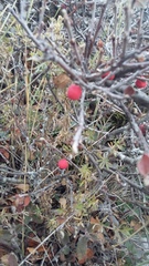 Cotoneaster tauricus