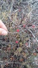 Cotoneaster tauricus