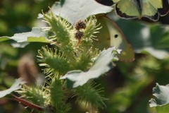 Xanthium orientale riparium