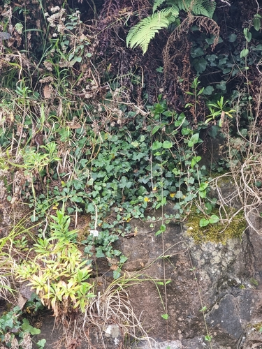 Hedera maderensis, photograph 4