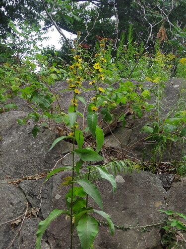 Indian Elecampane (Inula racemosa)