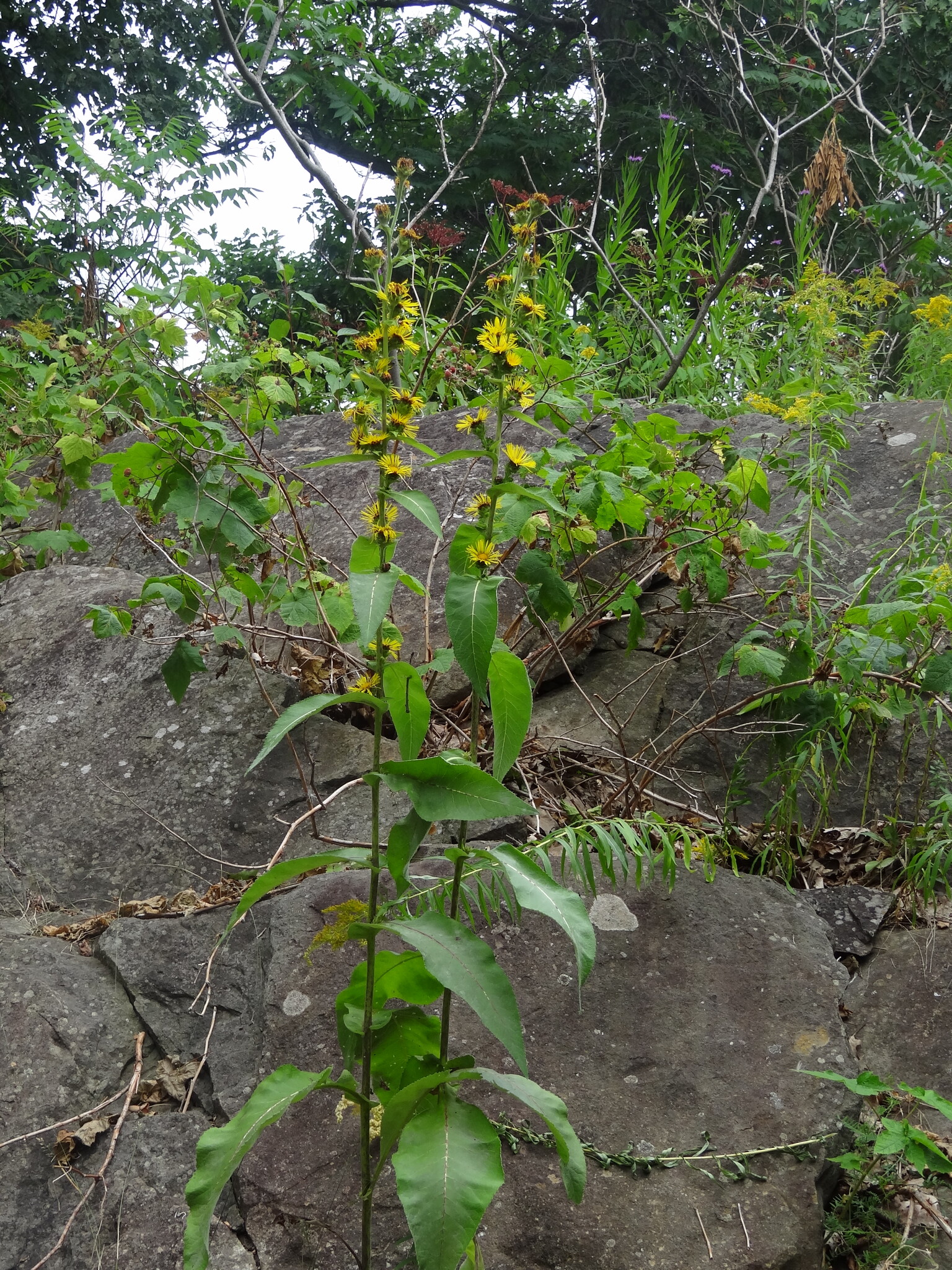 Himalayan Elecampane (Inula racemosa)