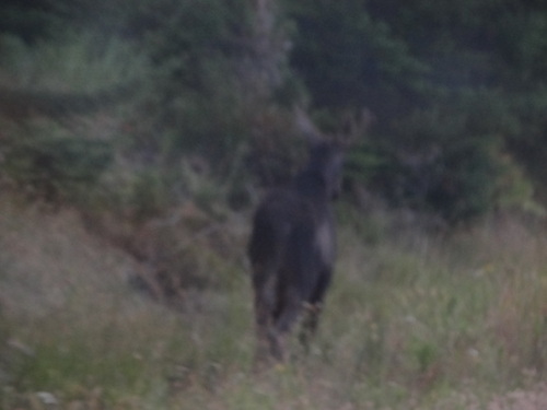 Moose photographed in Maine