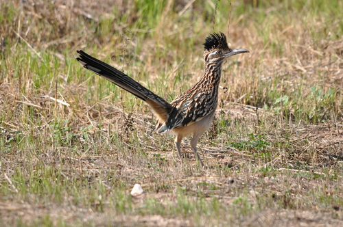 iNaturalist observation photo of Greater Roadrunner