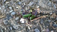 Pseudochalcothea spathulifera