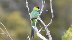 Purpureicephalus spurius